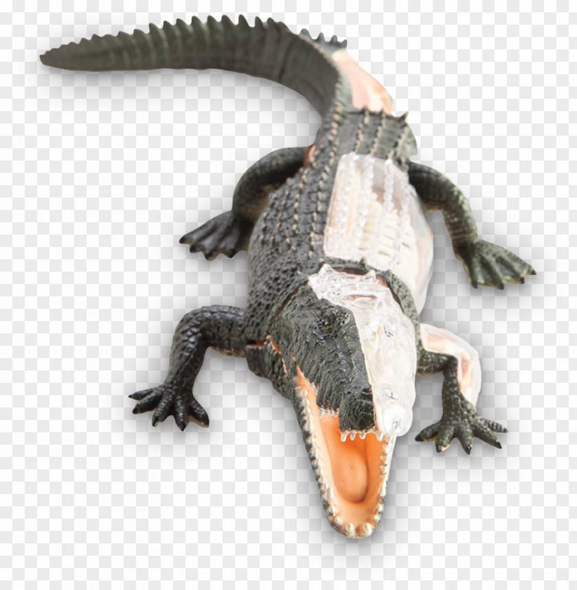 Crocodile Nile Crocodiles American Alligator Anatomy PNG