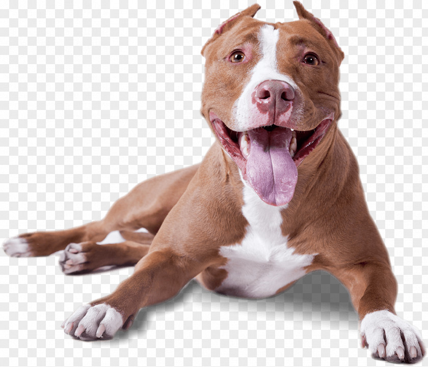 Dogs PNG clipart PNG