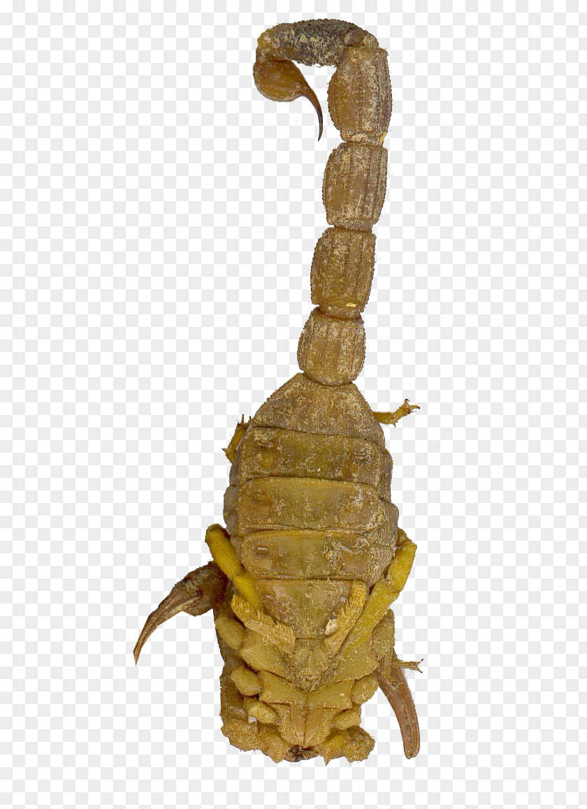 Scorpions Scorpion Traditional Chinese Medicine PNG
