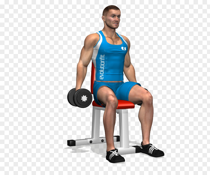 Shoulder Exercises With Dumbbells Weight Training Front Raise Dumbbell Exercise Rear Delt PNG