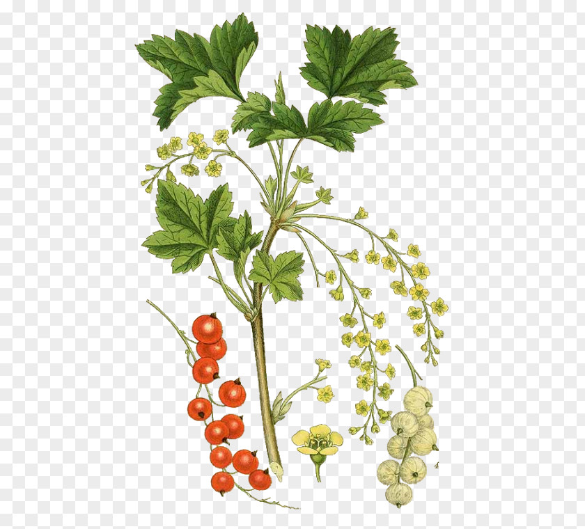 Substance Gooseberry Redcurrant Blackcurrant Lekvar Fruit PNG