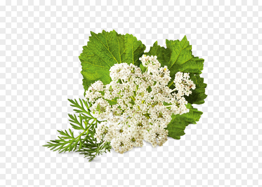 Flower Medicinal Plants Floral Design Auglis PNG