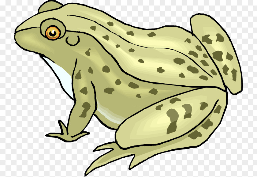 Frog And Toad Amphibian Clip Art PNG