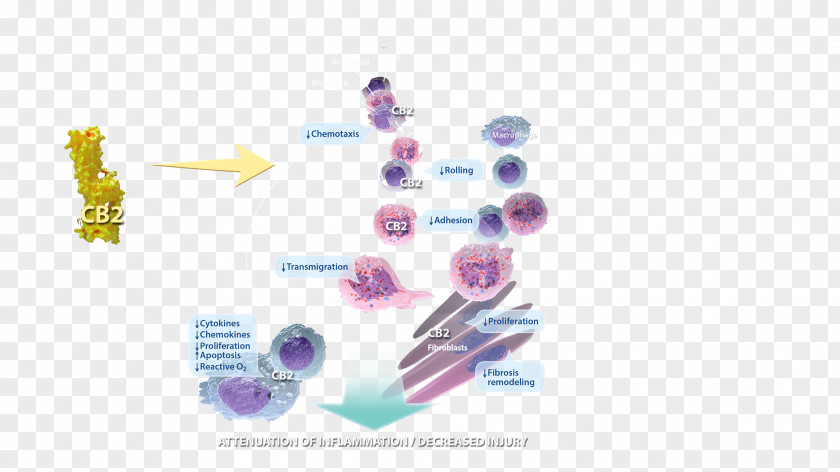 Inflammation Tissue Infection Chemokine Adaptive Immune System PNG
