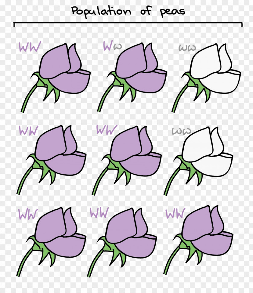 Plant Allele Frequency Hardy–Weinberg Principle Genetic Drift Gene Flow Genetics PNG