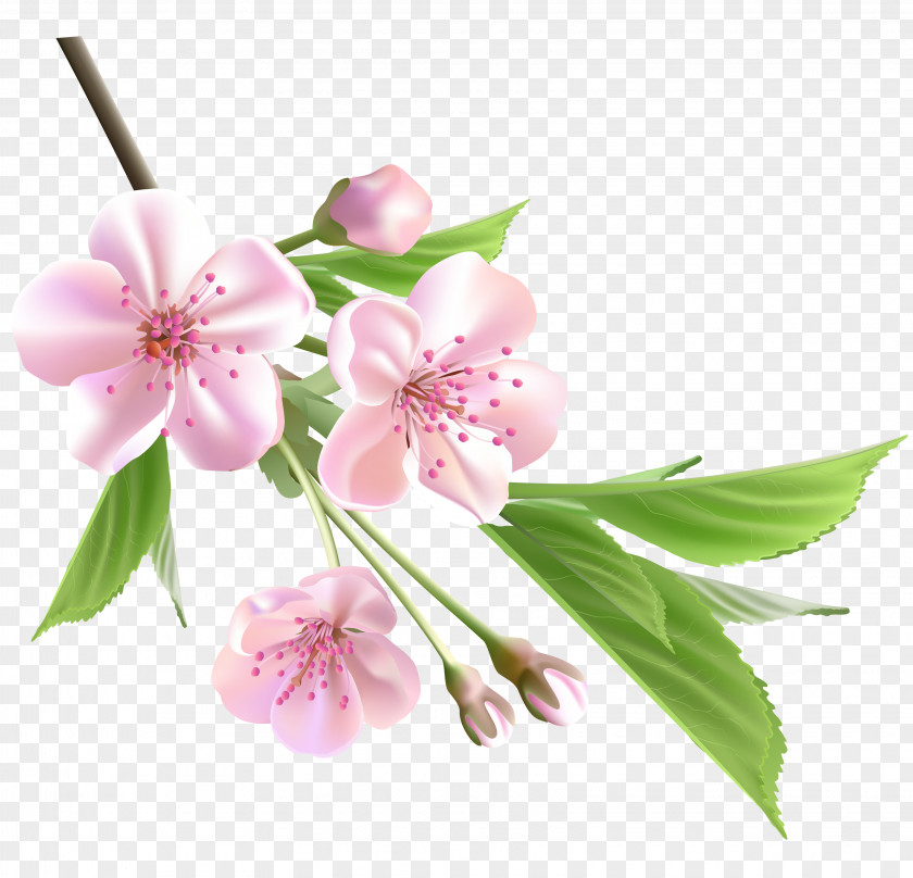 Spring Branch With Pink Tree Flowers Clipart Flower Drawing Clip Art PNG