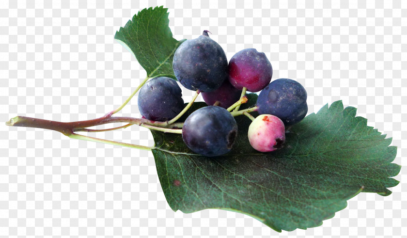 Blueberry Fruit Juice Grape Clip Art PNG