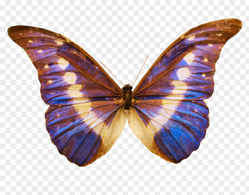 Butterfly Barry B. Benson DeviantArt Standard Test Image PNG