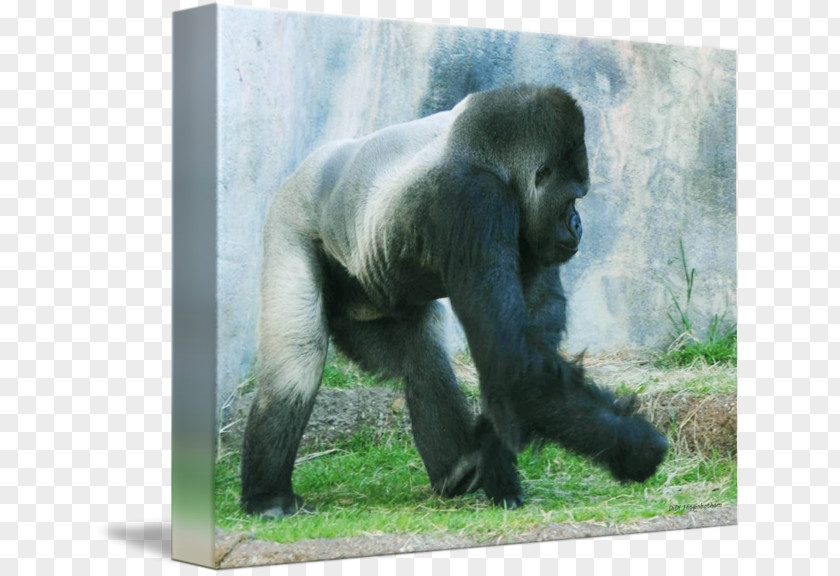Didi & Friends Western Gorilla Chimpanzee Art Wildlife Terrestrial Animal PNG