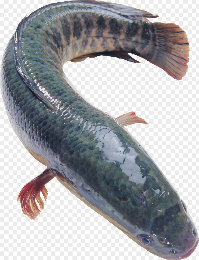 Fish Northern Snakehead Blotched Food Flathead Grey Mullet PNG