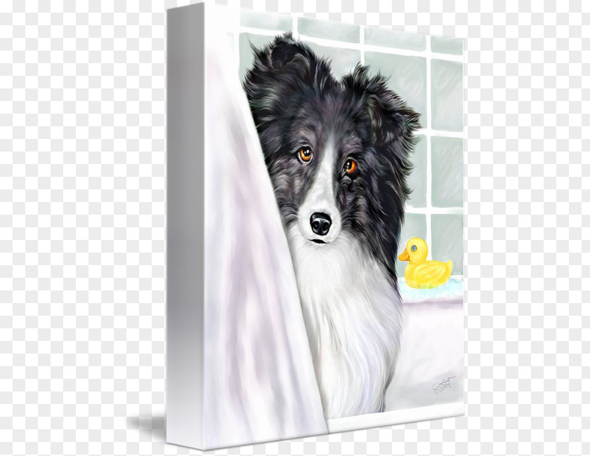 Shetland Sheepdog Dog Breed Australian Shepherd Miniature American Border Collie PNG