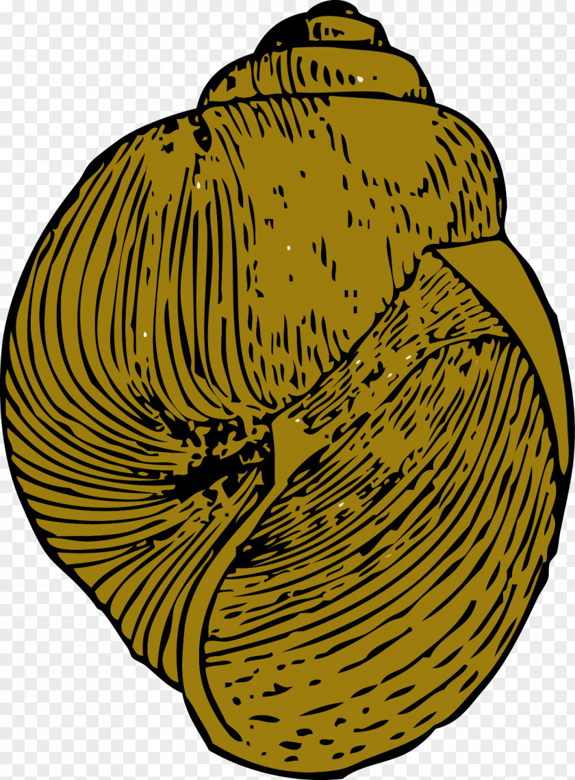 Vector Yellow Conch Gary Snail Seashell Gastropod Shell Clip Art PNG