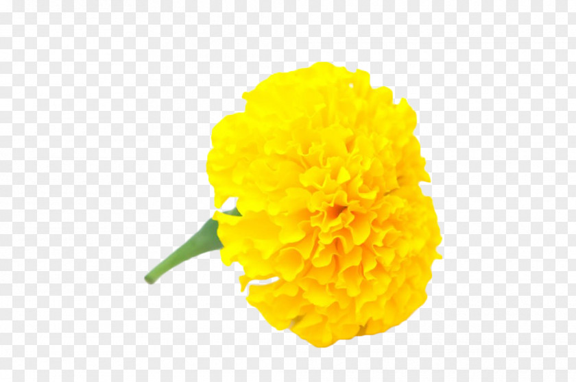 Yellow Handle With Marigold Mexican Flower Calendula Officinalis Chrysanthemum PNG