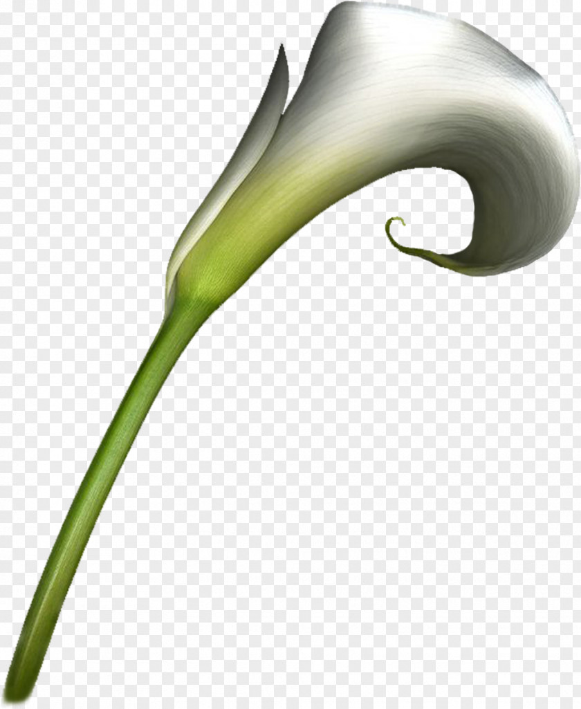 Handpainted Flowers Flower Arum-lily Clip Art PNG