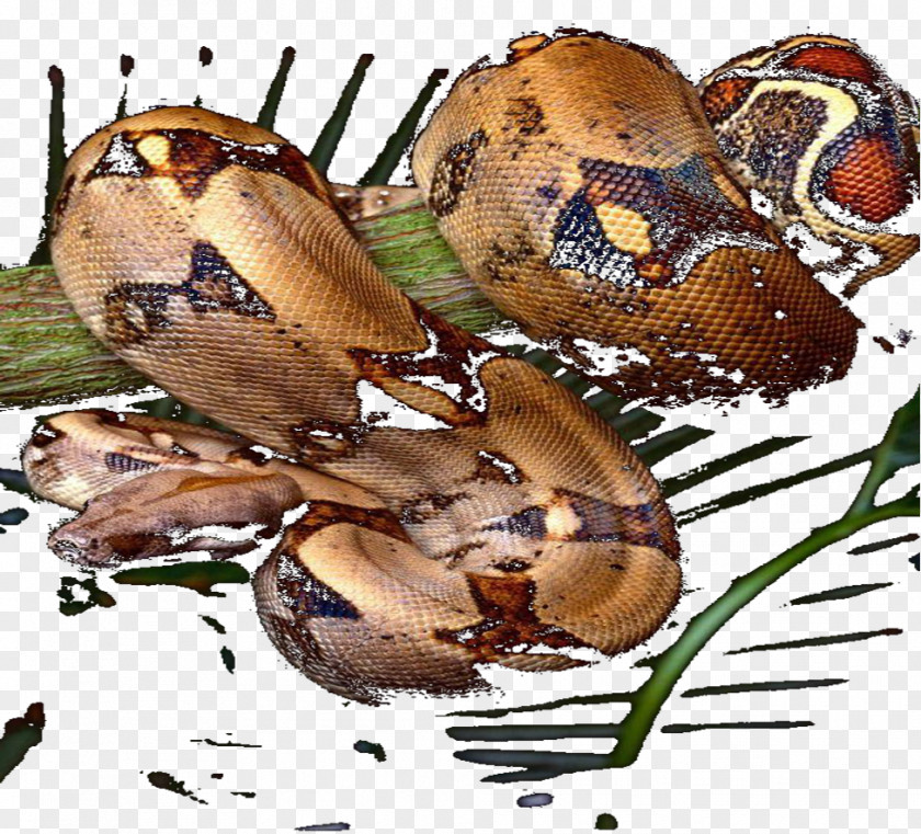 Snake Rat Garter Western Green Mamba Acrochordus Granulatus PNG