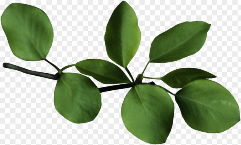 Four Leaf Clover Branch Tree Google Images Desktop Wallpaper PNG