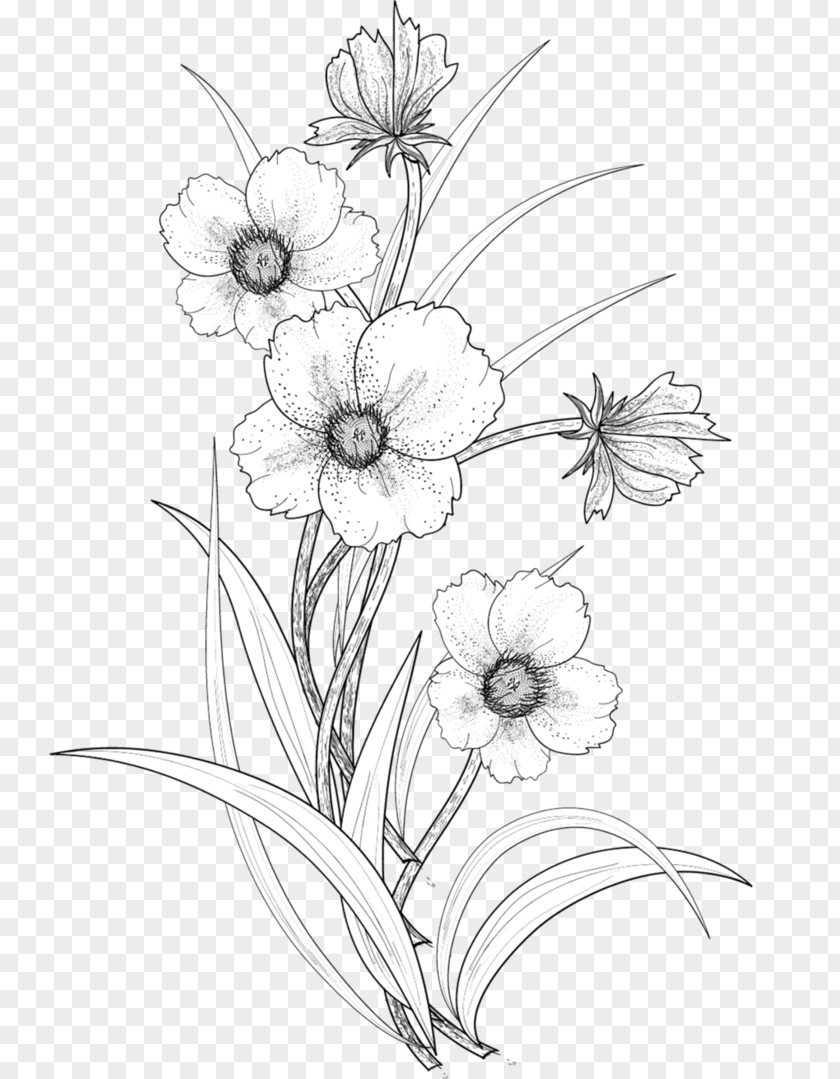 Line Drawing Flowers Flower Art PNG