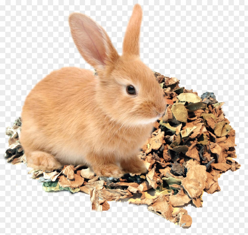 Rabbit Domestic Egg Carton Cardboard PNG