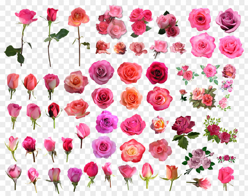 Red Rose Border Garden Roses Flower Pink Clip Art PNG