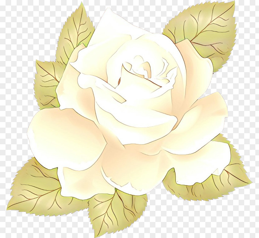 Rose PNG