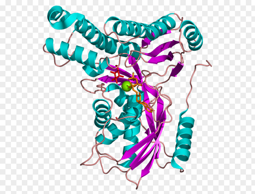 Enzyme Galactokinase Deficiency Galactose-1-phosphate Uridylyltransferase Glucose 1-phosphate PNG