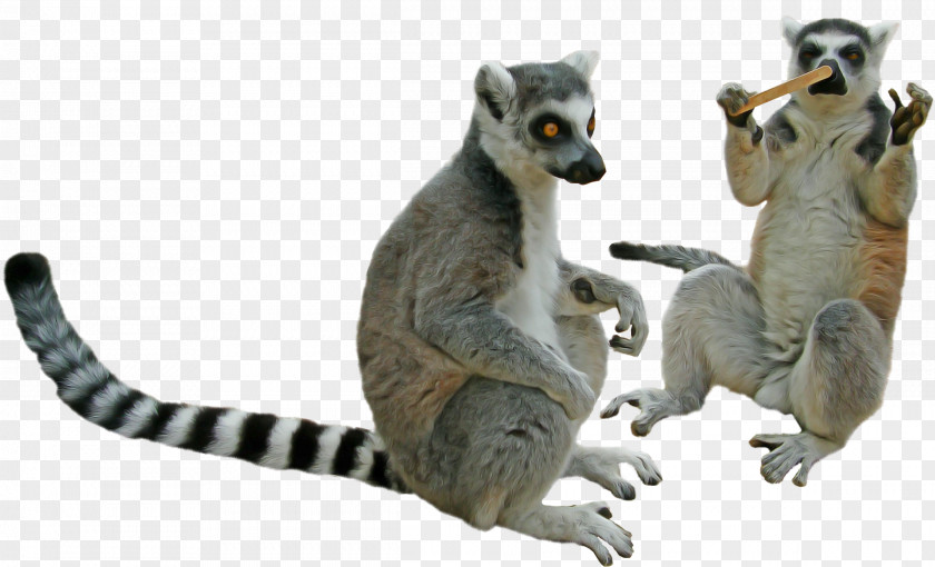 Figurine Wildlife Lemur Animal Figure Meerkat Tail PNG