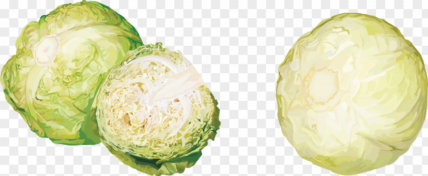 Green Cabbage Vegetable Kohlrabi Fruit Clip Art PNG