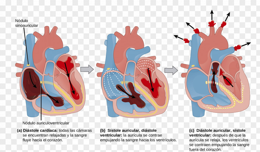 Heart The Mammalian Cardiac Cycle Anatomy Circulatory System PNG