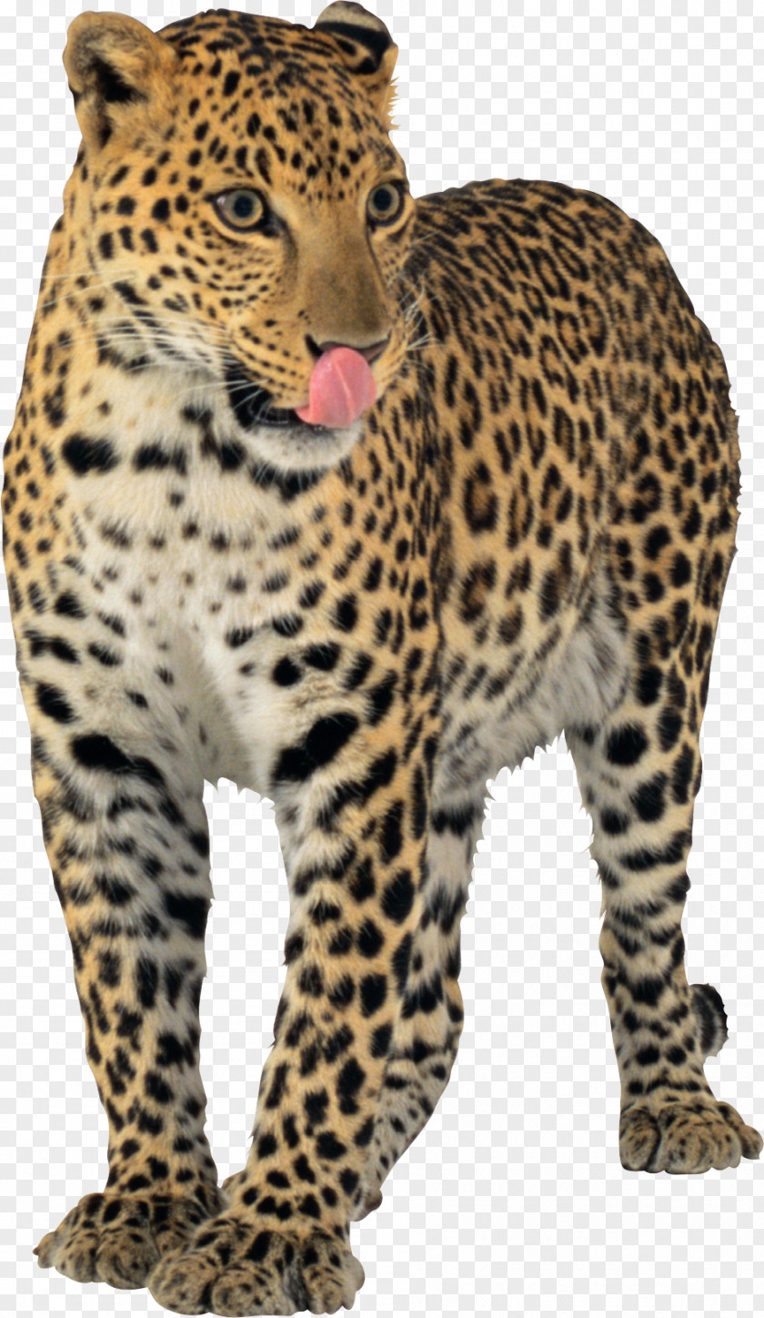 Leopard Jaguar Cheetah PNG