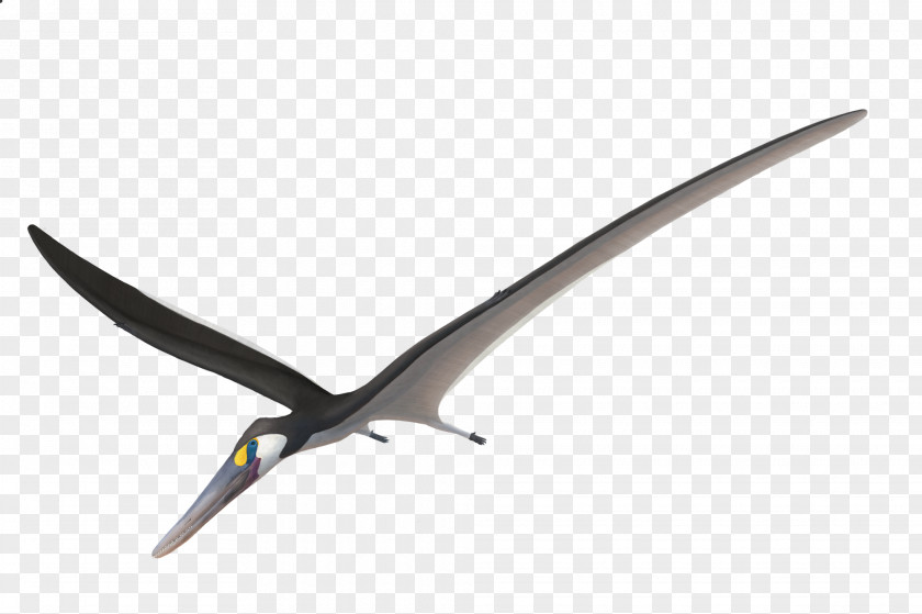 Pterosaurs Pictogram Beak PNG