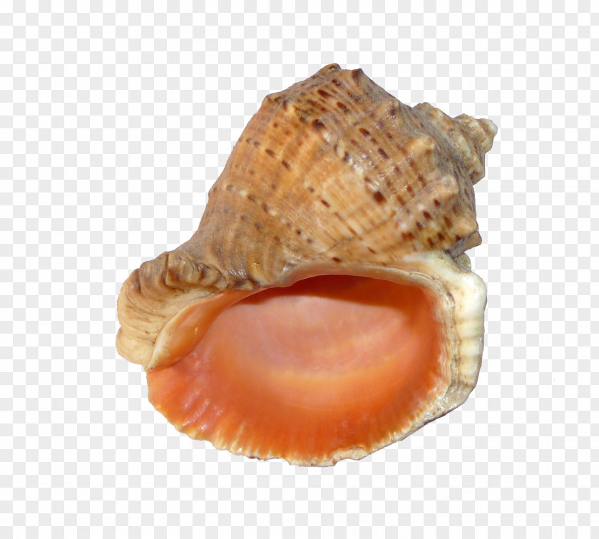 Seashell Black Sea Veined Rapa Whelk Mollusc Shell Gastropods PNG