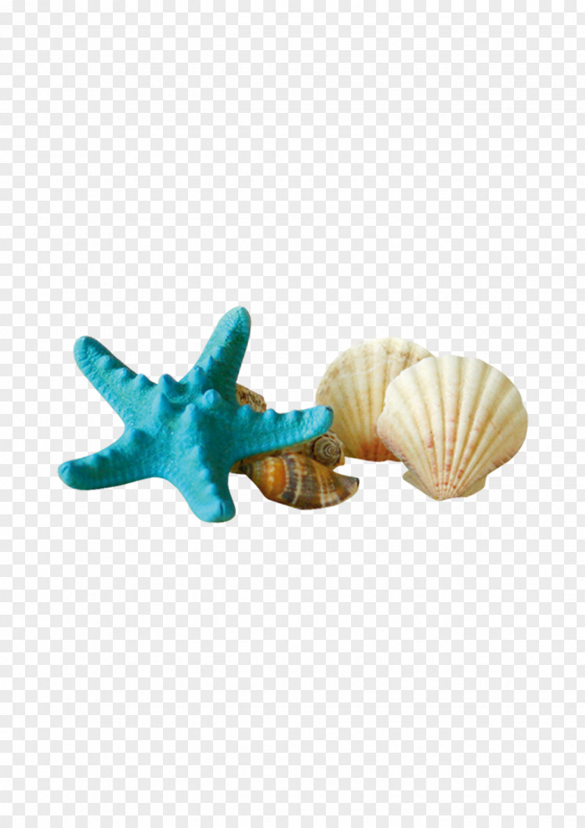 Shells Starfish Seashell Sunscreen Gratis PNG