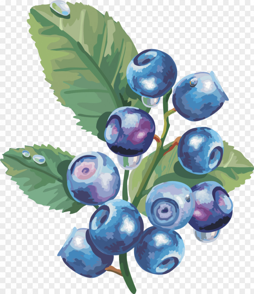 Vector Lantern Fruit Blueberry Fruit,blueberry Paper Clip Art PNG