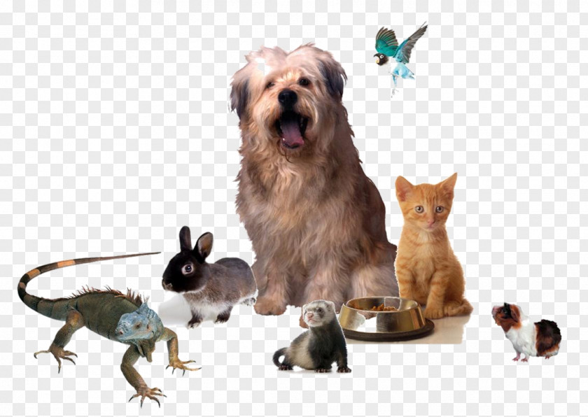 ANIMAl Cat Dog Puppy Animals And Me Horse PNG