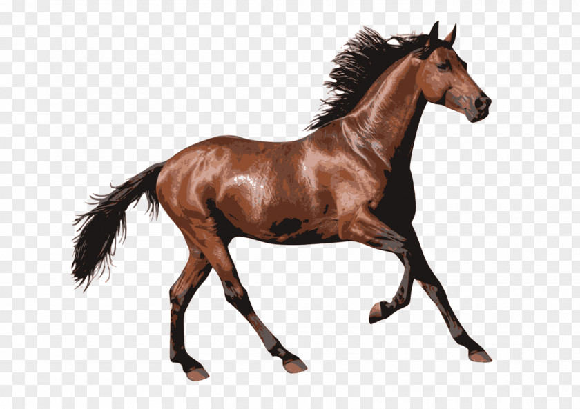 Arabian Horse Pony Clip Art Andalusian PNG