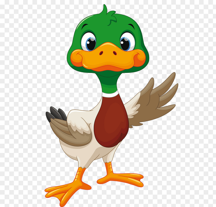 Bebek Graphic Duck Vector Graphics Royalty-free Stock Illustration PNG