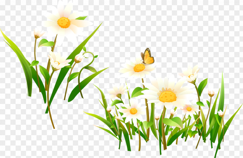 Camomile Flower Matricaria Desktop Wallpaper Clip Art PNG