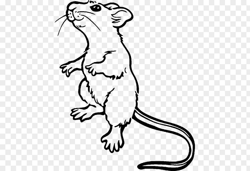 Computer Mouse Angelet De Les Dents Minnie Drawing Rat PNG