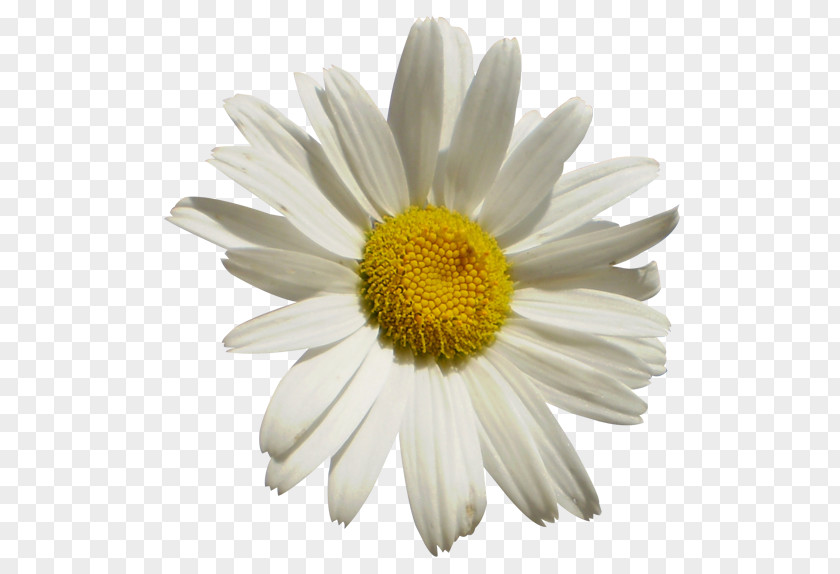 German Chamomile Download PNG