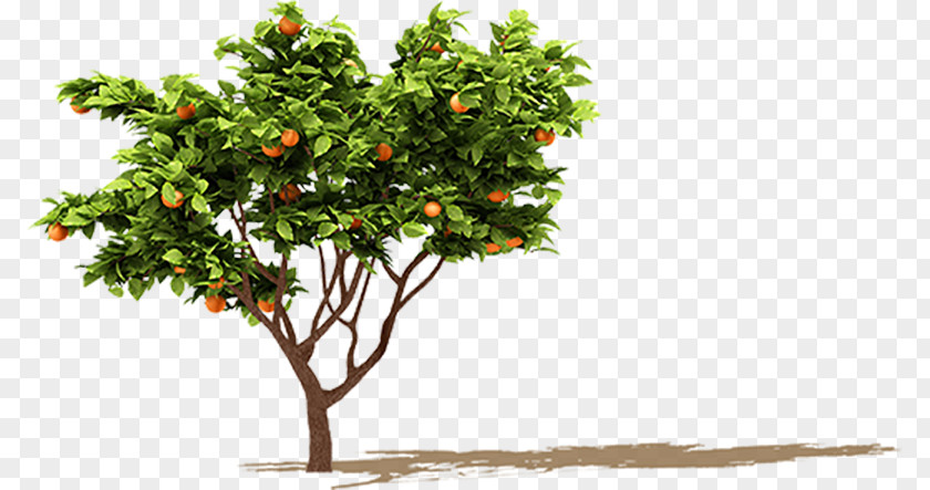 Orange Fruit Tree Branch PNG