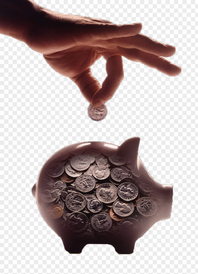 The Coin Into Piggy Bank Domestic Pig Advertising Gratis PNG