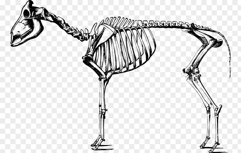 Zoology Sheep Human Skeleton Goat Body PNG