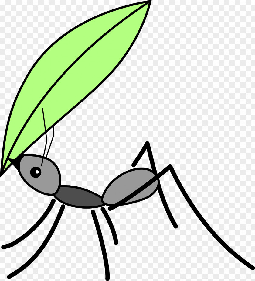 Ants Black Garden Ant Insect Drawing Clip Art PNG