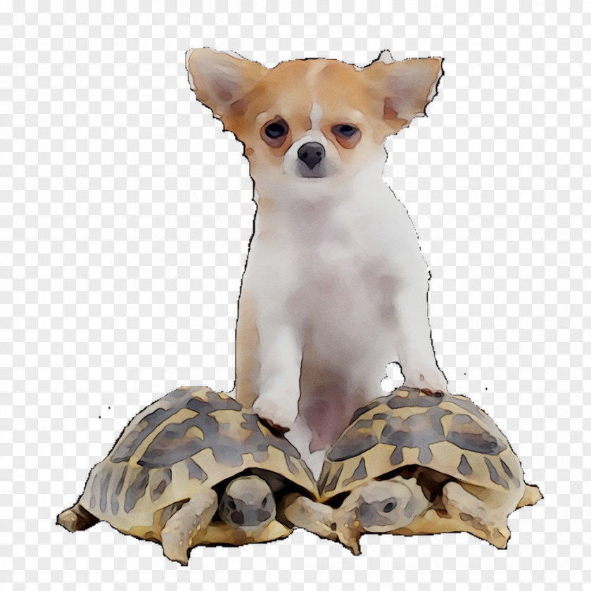 Chihuahua French Bulldog Puppy Turtle Cat PNG