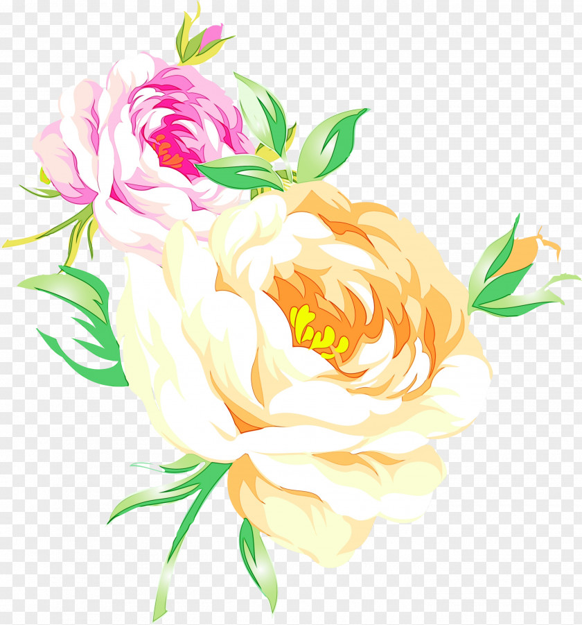 Garden Roses Cabbage Rose Floral Design Cut Flowers Illustration PNG