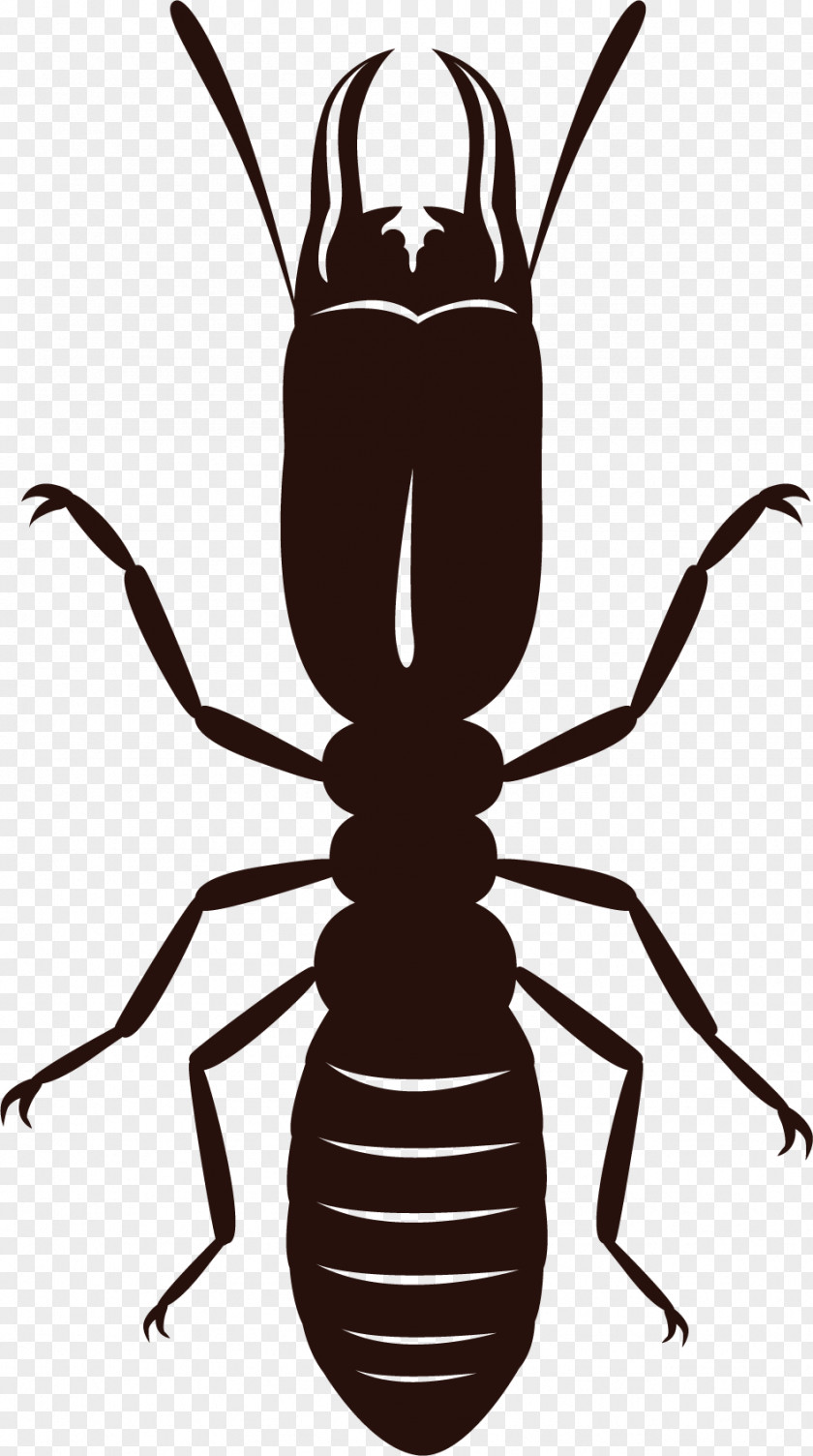 Insect Eastern Subterranean Termite Cockroach Clip Art PNG