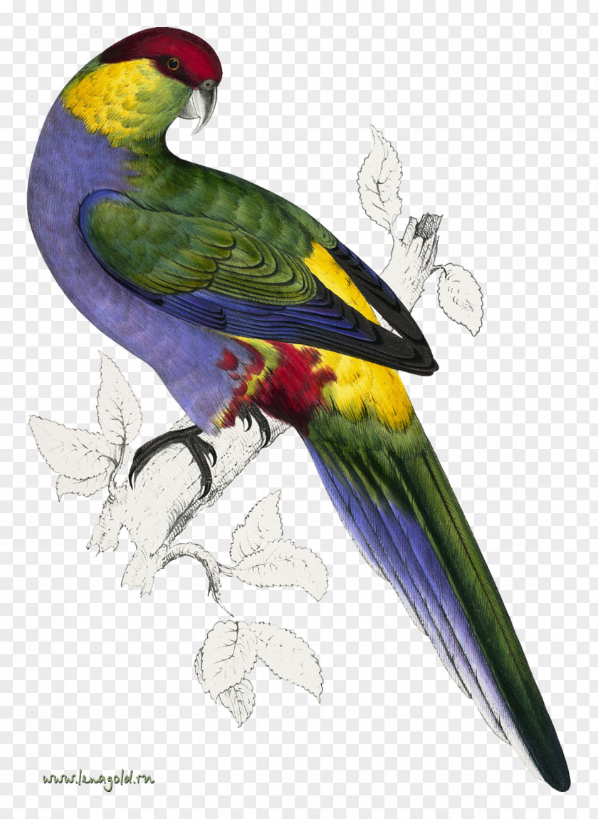 Parrot Bird Natural Histories: Extraordinary Rare Book Selections From The American Museum Of History Library Purple-naped Lory Reptile PNG
