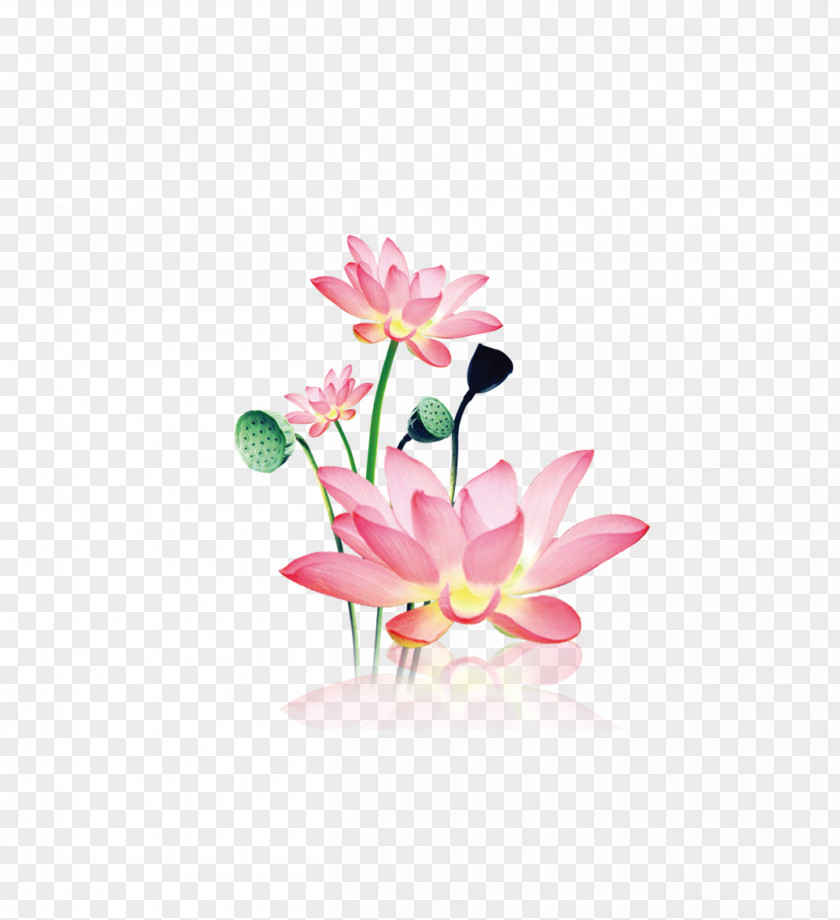 Sacred Lotus Image Photography Watercolor Painting Illustration PNG