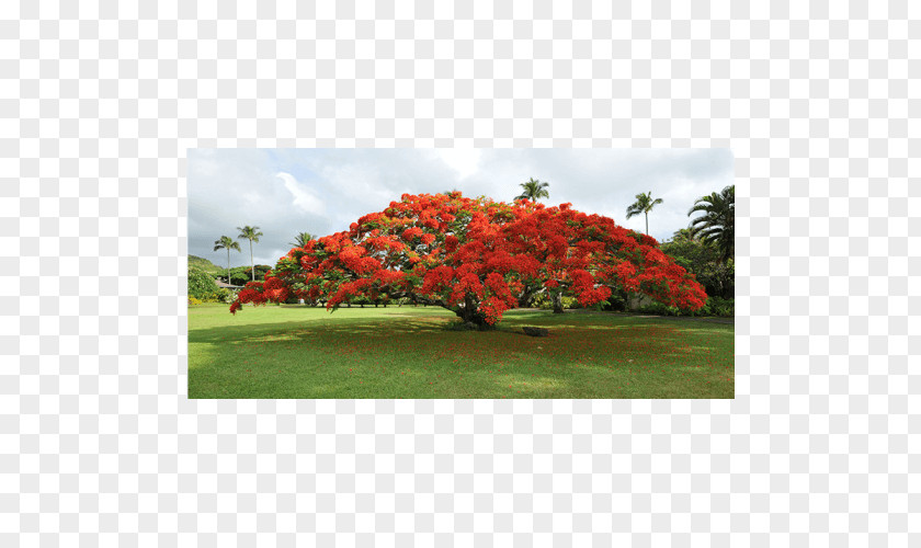 Tree Royal Poinciana Plant Seed Blue Jacaranda PNG