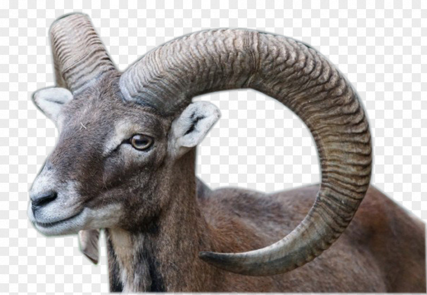 Turning Claw Bighorn Sheep Wildpark Poing Mouflon Goat PNG